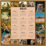Calendar Year 2021
